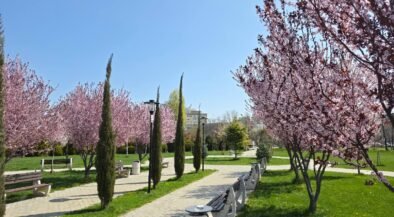 Park scene on a sunny day with pink blossoming trees lining a paved path, wooden benches, and lampposts along a green lawn.