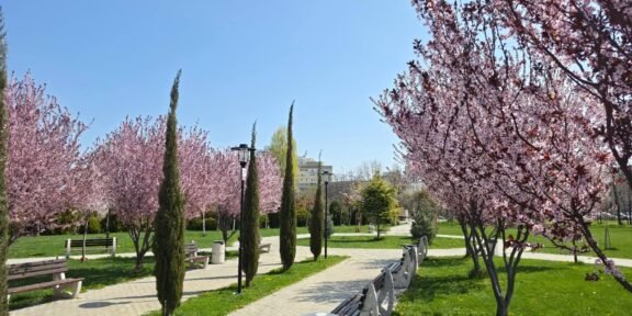 Park scene on a sunny day with pink blossoming trees lining a paved path, wooden benches, and lampposts along a green lawn.