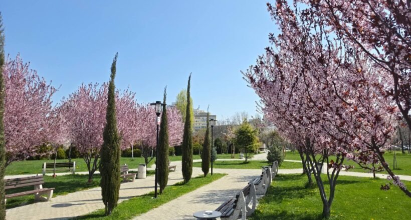 Park scene on a sunny day with pink blossoming trees lining a paved path, wooden benches, and lampposts along a green lawn.