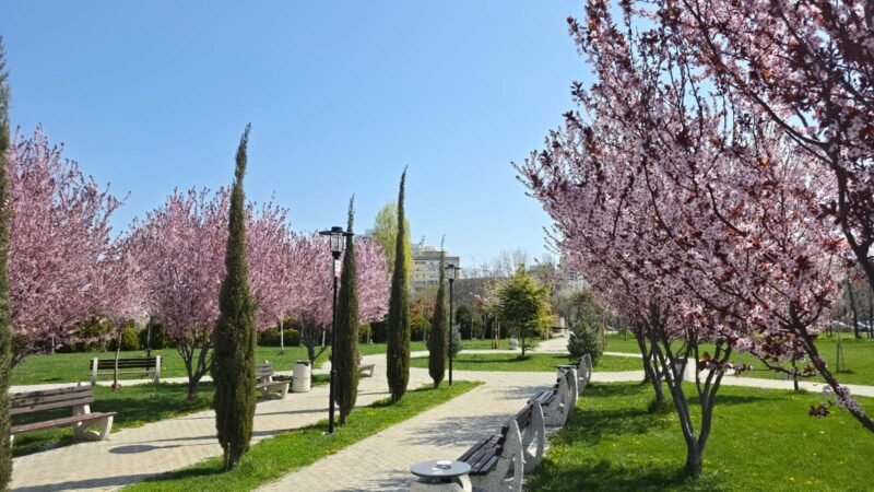 Park scene on a sunny day with pink blossoming trees lining a paved path, wooden benches, and lampposts along a green lawn.