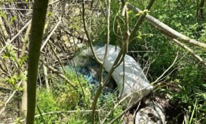 White plastic bag tangled in branches and green vegetation in a wild, overgrown area.
