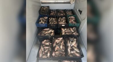 Crates of fresh fish stacked in a cooler or freezer, organized in black, blue, and green plastic crates.