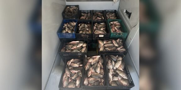 Crates of fresh fish stacked in a cooler or freezer, organized in black, blue, and green plastic crates.