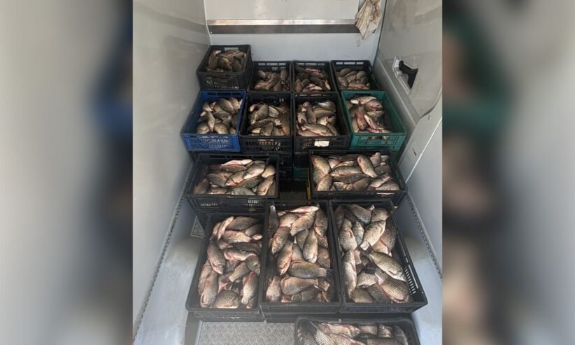 Crates of fresh fish stacked in a cooler or freezer, organized in black, blue, and green plastic crates.