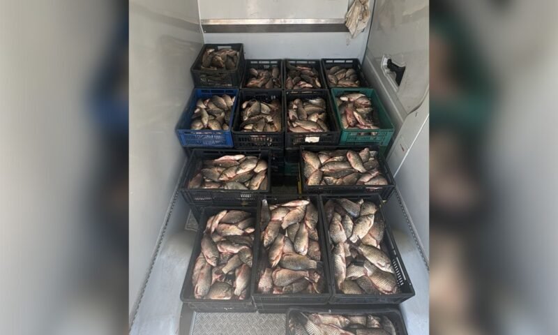 Crates of fresh fish stacked in a cooler or freezer, organized in black, blue, and green plastic crates.
