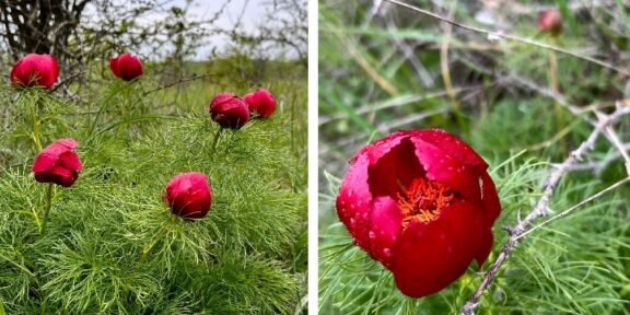 Diptych of red fern-leaf peony blossoms among feathery green foliage; left shows buds, right a close-up of a blooming flower with orange stamens.