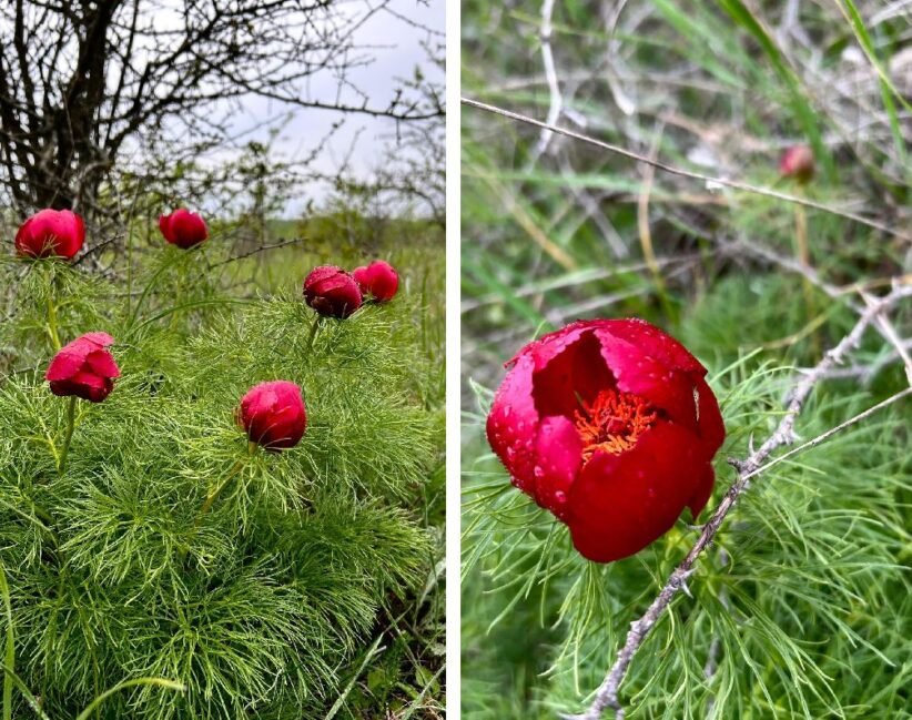 Diptych of red fern-leaf peony blossoms among feathery green foliage; left shows buds, right a close-up of a blooming flower with orange stamens.