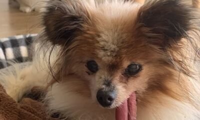 Small fluffy dog with long ears and tongue hanging out, resting on a blanket indoors.