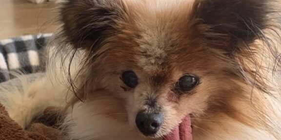 Small fluffy dog with long ears and tongue hanging out, resting on a blanket indoors.