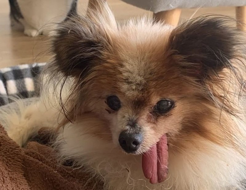 Small fluffy dog with long ears and tongue hanging out, resting on a blanket indoors.