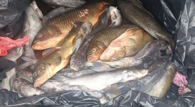 Pile of several large fish in a black plastic bag, likely freshly caught and stored for transport or disposal.