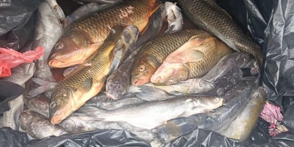 Pile of several large fish in a black plastic bag, likely freshly caught and stored for transport or disposal.