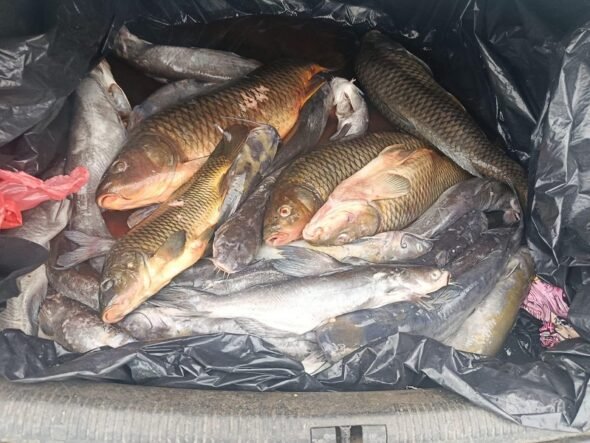 Pile of several large fish in a black plastic bag, likely freshly caught and stored for transport or disposal.