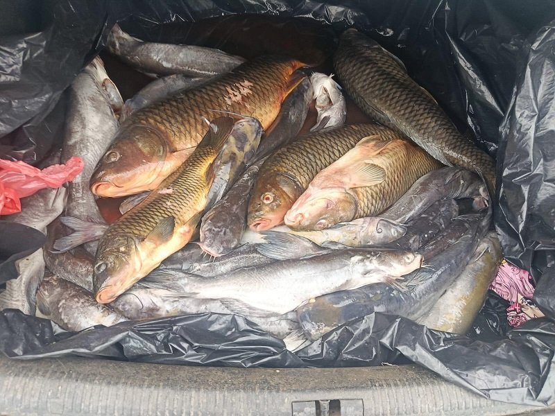Pile of several large fish in a black plastic bag, likely freshly caught and stored for transport or disposal.