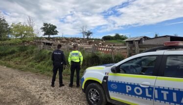 Two police officers stand beside a white and blue patrol car, looking toward a fenced sheep pasture on a rural road.