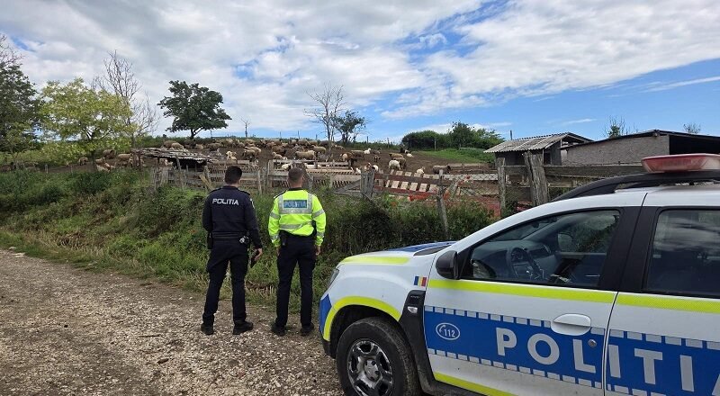Two police officers stand beside a white and blue patrol car, looking toward a fenced sheep pasture on a rural road.