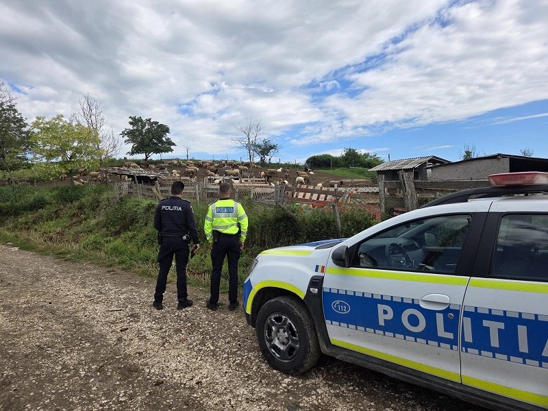 Two police officers stand beside a white and blue patrol car, looking toward a fenced sheep pasture on a rural road.