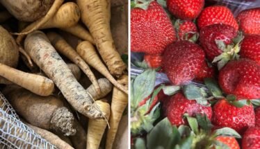 Left side shows dirt-covered parsnips and root vegetables piled together; right side shows ripe red strawberries with green leaves.
