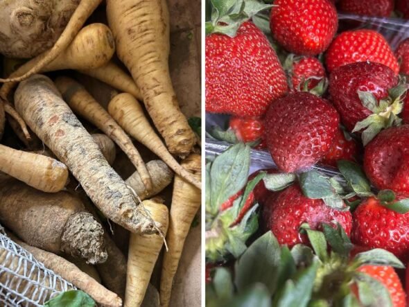 Left side shows dirt-covered parsnips and root vegetables piled together; right side shows ripe red strawberries with green leaves.