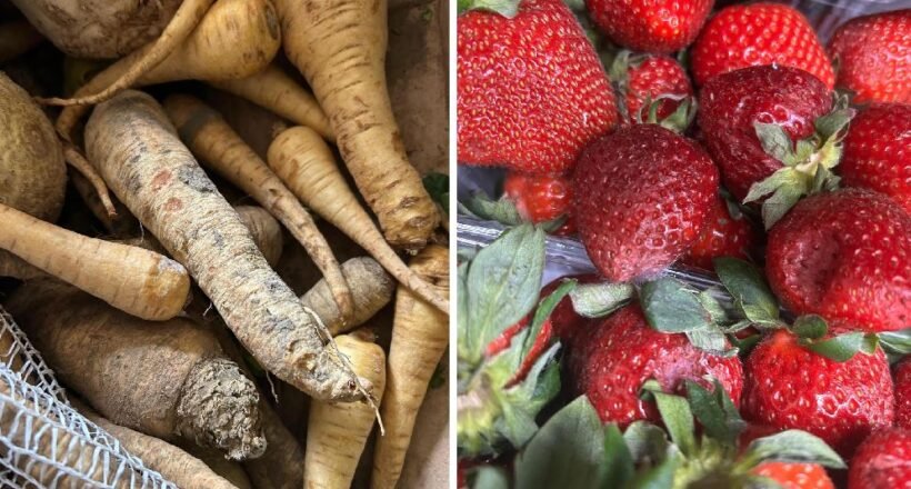 Left side shows dirt-covered parsnips and root vegetables piled together; right side shows ripe red strawberries with green leaves.