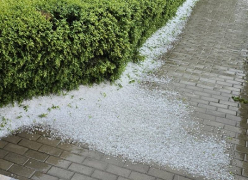 White hailstones scattered along a brick sidewalk beside a trimmed green hedge after a storm.