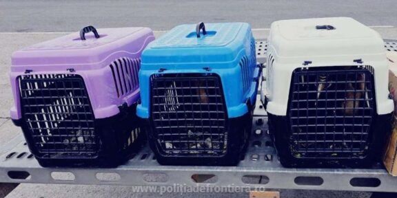Three plastic pet crates (purple, blue, and white) on a metal trolley by the road, each crate showing a pet visible through the front door.