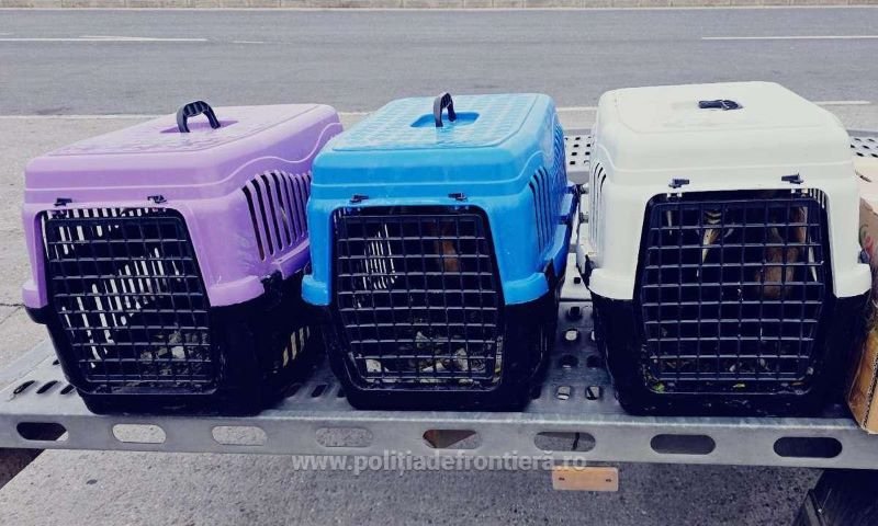 Three plastic pet crates (purple, blue, and white) on a metal trolley by the road, each crate showing a pet visible through the front door.