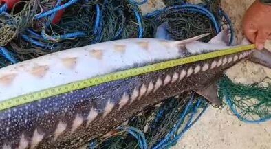 Large elongated fish with speckled pattern being measured on a sandy beach, yellow tape showing its length amid scattered fishing nets and ropes.