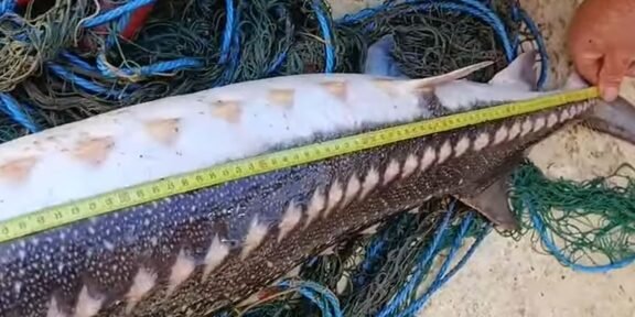 Large elongated fish with speckled pattern being measured on a sandy beach, yellow tape showing its length amid scattered fishing nets and ropes.
