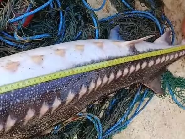 Large elongated fish with speckled pattern being measured on a sandy beach, yellow tape showing its length amid scattered fishing nets and ropes.
