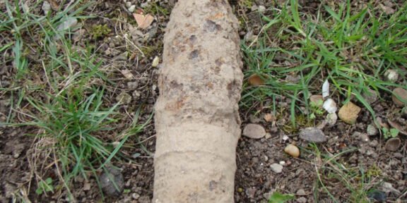 Weathered, bone-like object partially buried in soil with grass nearby.
