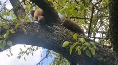 Red panda resting on a tree branch amid green leaves during daylight.
