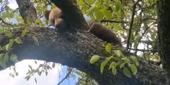 Red panda resting on a tree branch amid green leaves during daylight.