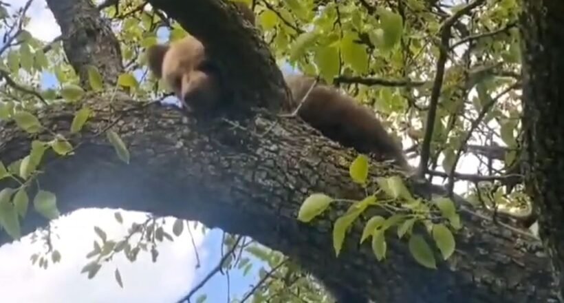 Red panda resting on a tree branch amid green leaves during daylight.