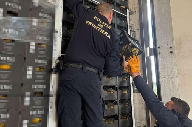 Border police officers in uniform fix an equipment rack inside a transport vehicle.