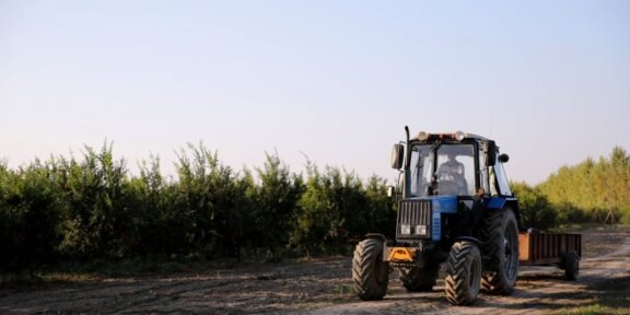 Blue tractor with a plow trailer driving along a dirt path beside a row of fruit trees in an orchard.