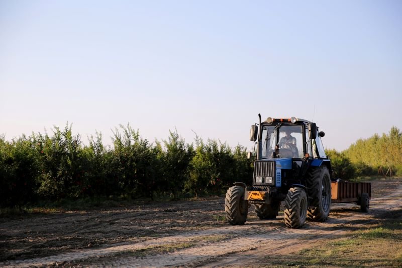 Blue tractor with a plow trailer driving along a dirt path beside a row of fruit trees in an orchard.