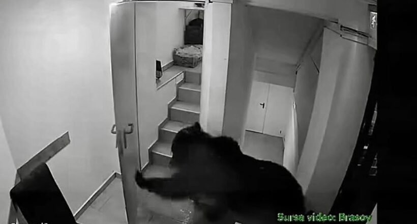 Night-vision security camera shows a shadowy figure in a dark hoodie moving toward an open doorway in a narrow stairwell, with stairs and a landing visible nearby (grainy surveillance footage).
