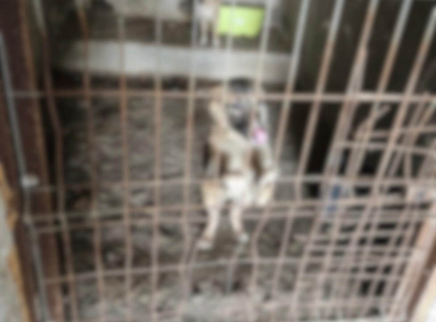 90 de câini malnutriți și cu răni, descoperiți în județul Constanța. Autoritățile au decis preluarea tuturor animalelor