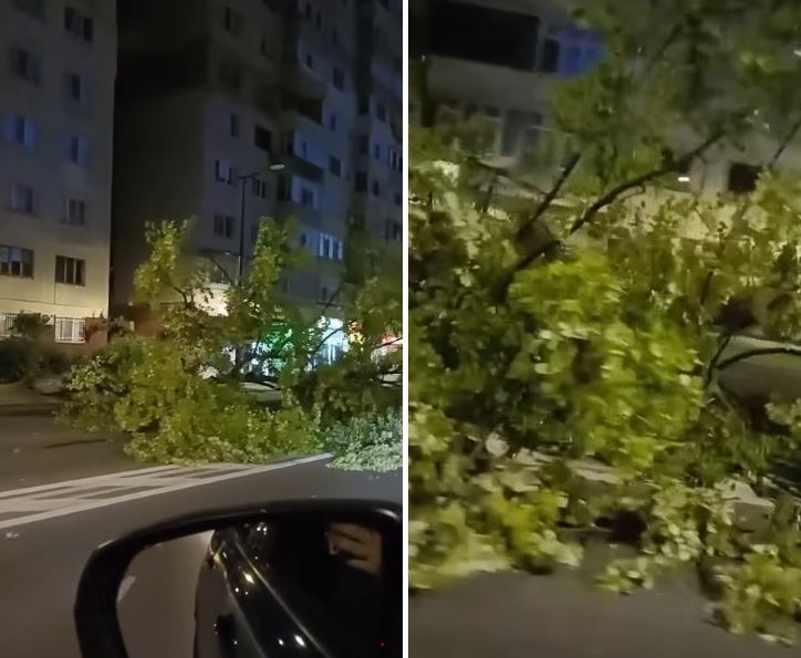 Un copac s-a prăbușit pe carosabil în Constanța. Cetățenii spun că au avertizat de ani de zile autoritățile