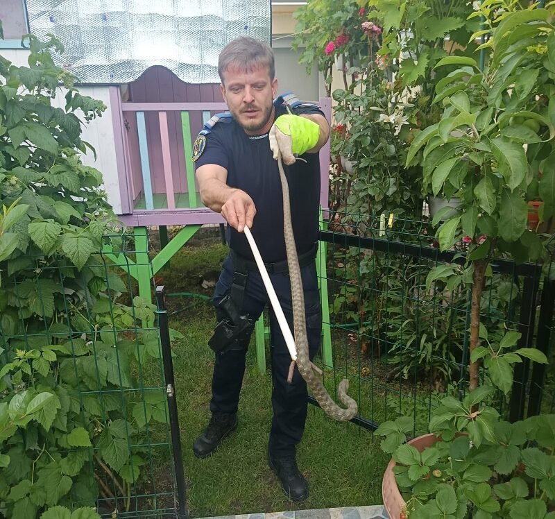 Șarpe descoperit într-o gospodărie din Năvodari. Jandarmii au intervenit pentru capturarea reptilei