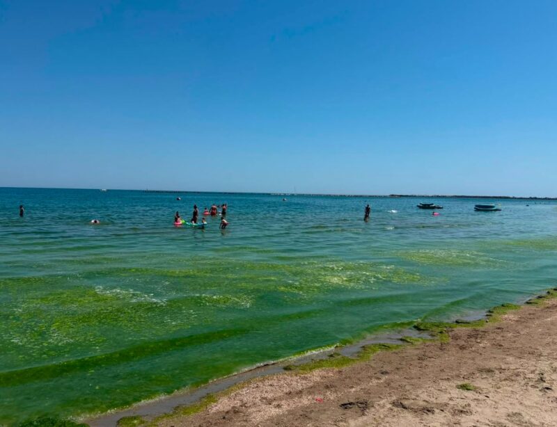 Plajele de pe litoral, sub asediul algelor. ABADL explică de ce apar și când se intervine